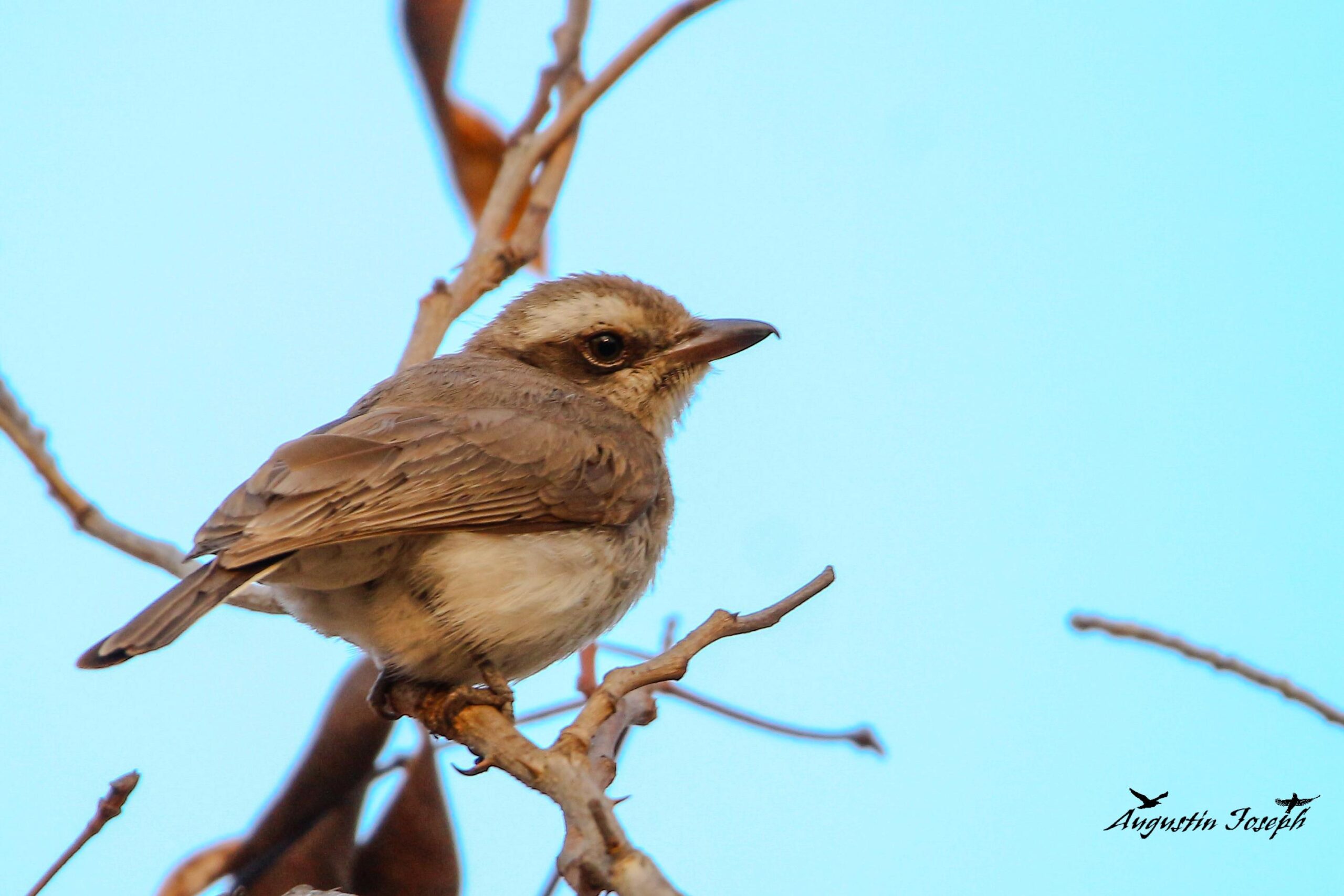 WhatsApp Image 2024-04-24 at 10.30.02 PM (2)