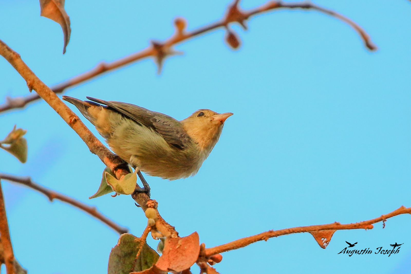 WhatsApp Image 2024-04-24 at 10.30.04 PM (4)